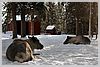 Dasher and Blitzen.