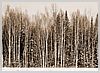 Alaskan Birch
