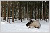 This is either Dasher or Blitzen.