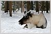 This is either Dasher or Blitzen.