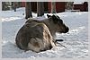 This is either Dasher or Blitzen.