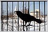 The Raven is a sacred bird of the natives.