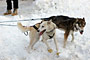 Iditarod race - in Anchorage